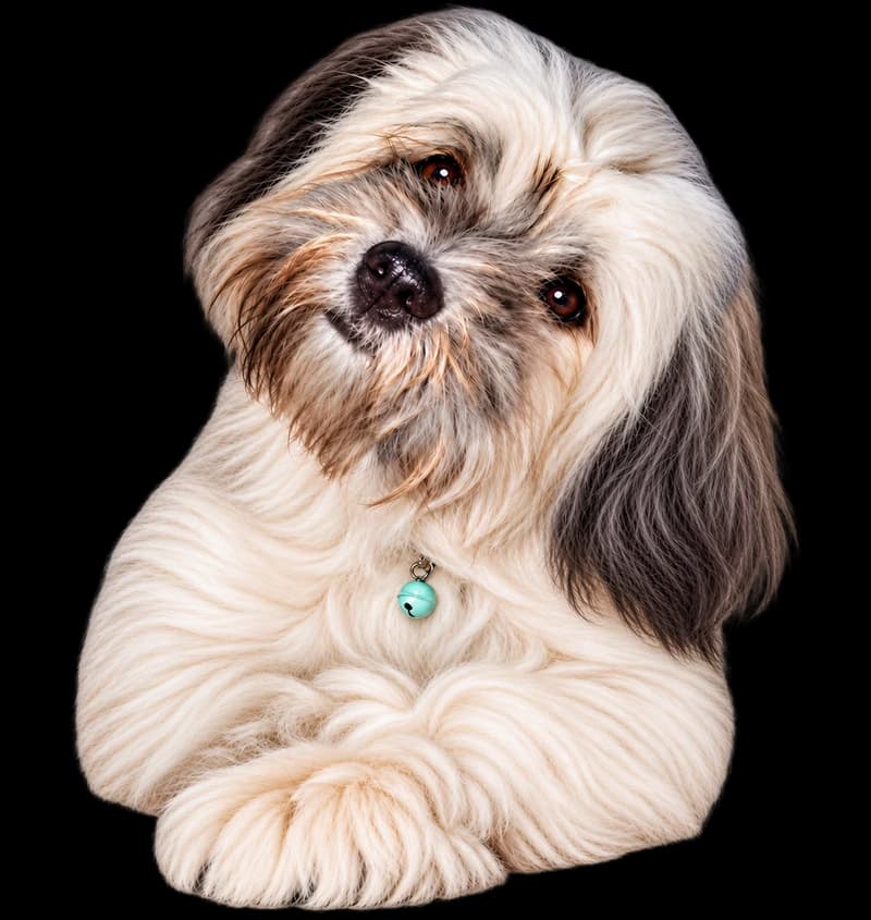 A fluffy dog resting with its paws together.