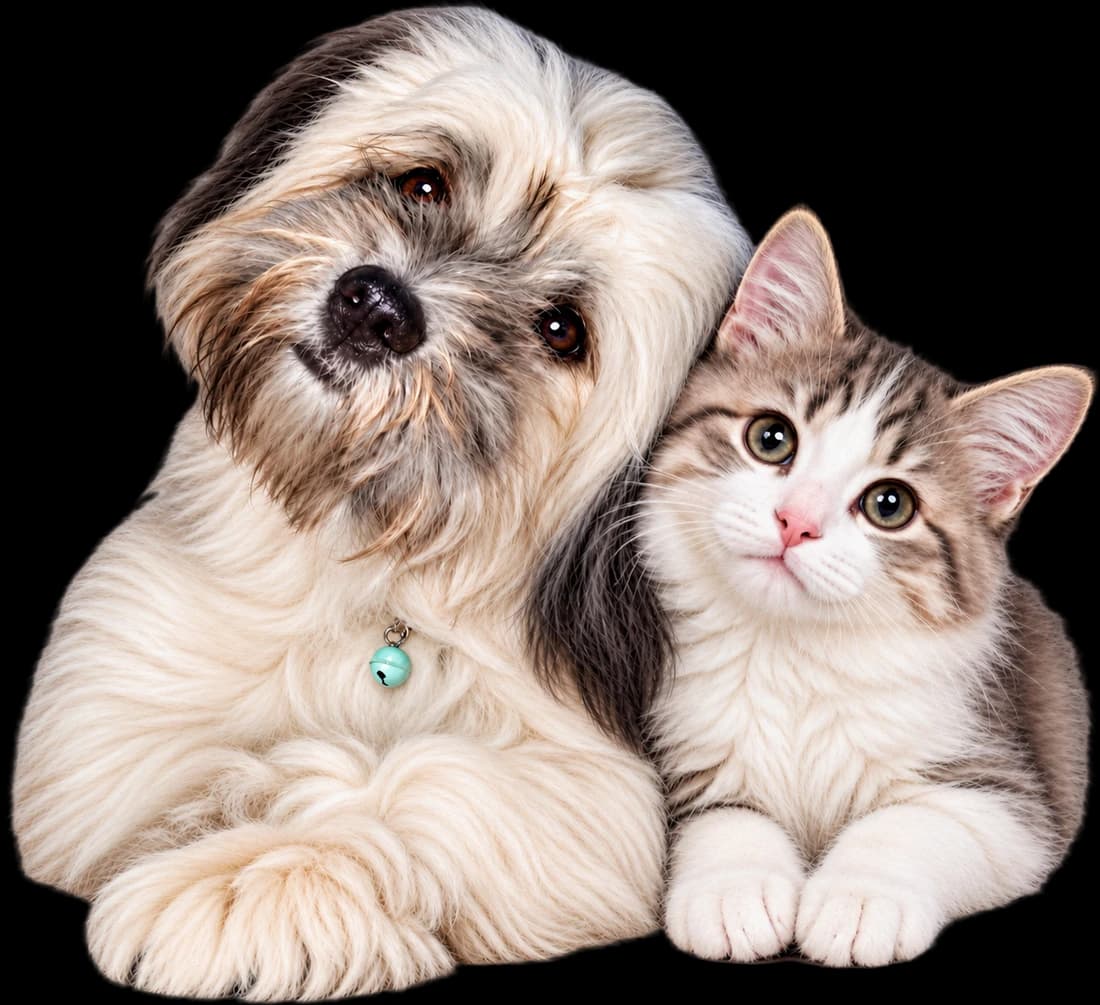 A fluffy dog and a tabby kitten resting close together.